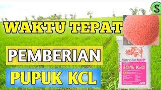 Pemberian pupuk kcl pada padi