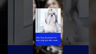 Unmissable Shihtzu Facts