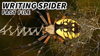 Writing Spider Facts: The YELLOW GARDEN SPIDER ️ Animal Fact Files