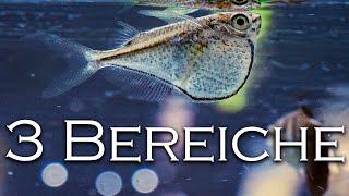 Fische für alle Bereiche - Boden, Mitte, Oberfläche | Aquado-Zoo Dortmund