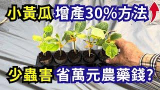 種小黃瓜產量增加30%方法，省萬元農藥錢，還可以減少病蟲害| 阿星種植