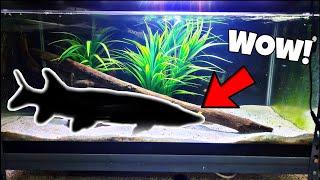 Predatory Native Fish Added To Home Aquarium!