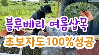 블루베리여름삽목 초보자도100%성공~! #장미삽목 #화이트셀렉스삽목  #스치로폼화분만들기 #스치로폼미니비닐하우스만들기