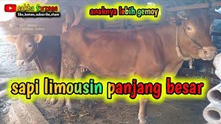 SAPI LIMOUSIN PANJANG BESAR