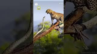 Snake leopard fighting #reels #wildlfe #wildlife #viralvideo #youtubeshorts #youtubechannel