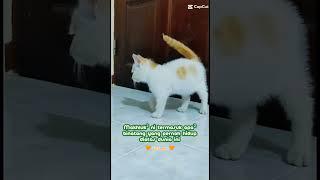 OYEN #saksi #adil #renungan #fikir #oyen #fyp #ustazwadianuar