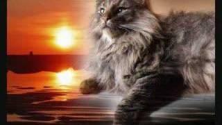 In loving memory of Anthos our Norwegian Forest cat