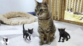 Big cat becomes popular among mischievous tiny kittens who are not related by blood