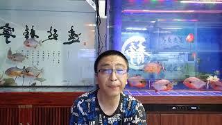 为什么红绿灯鱼等小型观赏鱼，总是养不住，经常大批量死亡？