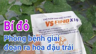 Bí đỏ Đồng Tiền Vàng: P13-Phòng trừ bệnh giai đoạn đang ra hoa đậu trái