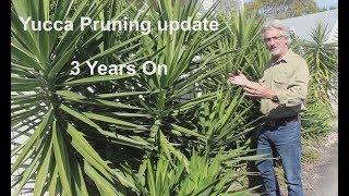 Yucca Pruning - 3 years on