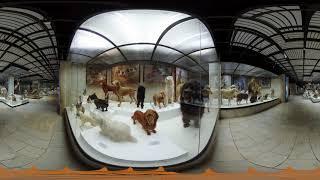 Панорамное видео, 360 видео тур по Дарвиновскому музею, обучение, экскурсия в виртуальной реальности