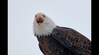 Wildlife Drive - Rocky Mountain Arsenal National Wildlife Refuge, CO
