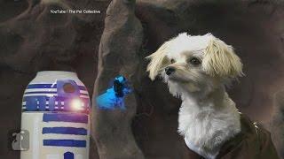 Star Wars Parody: ‘Paw Wars’