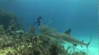 Shark TV - SharkSchool with Erich Ritter Ph.D. in the Bahamas