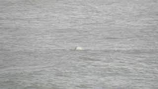 Harbor porpoises and orcas in Yachats