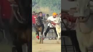 ox race • winner top punjab bull village takhanwadh | Sidhu moose wala song #shorts #viral #winner