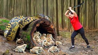 Harvesting Giant Frog Python hybrid & Go to Market Sell | How to trap Anaconda | Lý Thị Hằng