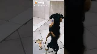 Dançando forró, Cachorrada  #rir #animais #dançando #cachorro #dog #shorts #youtube