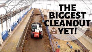 CLEANING THE ENTIRE SHEEP BARN IN TWO DAYS!  Vlog 250