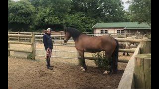 Terrified Horse is very hard to catch and needs my help!!