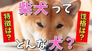 【徹底解説】現役ペットショップ店長が柴犬の特徴・性格・飼いやすさなどを分かりやすく解説！