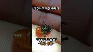 제주풍뎅이가 있었는데요 #shorts
