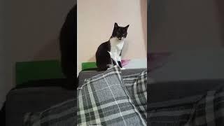 когда девушка говорит:#мурка#котик#юмор#шортс#2025 .