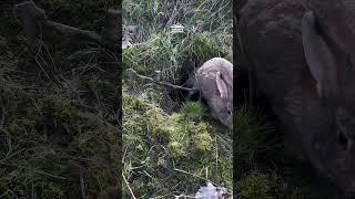 Ловушка на кролика #ловушка #выживание #лайфхаки