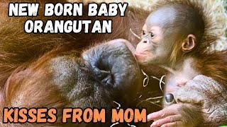 Rare Baby Orangutan Kissed By Mom - Only Days Old!