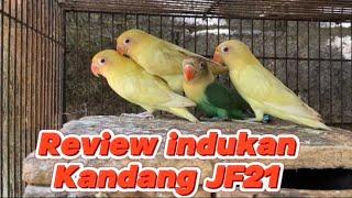 Jenis jenis indukan lovebird di kandang ternak JF21