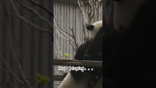 Giant Panda Doing Physical Examination 大熊猫体检中...