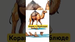 Упоминание Верблюда в Коране! #shotrs