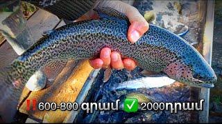 ‼️600-800 գրամ  2000դրամՔաղցրահամ ջրում  իշխան ձուկը  իր համով անկրկնելի է ️