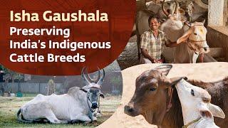 Isha Gaushala – Preserving India’s Indigenous Cattle Breeds