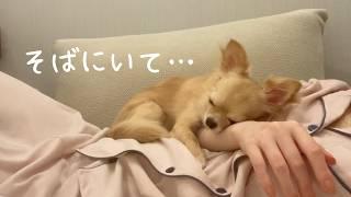 大好きなパパがいなくなり寂しさのあまりいつも以上に甘えてくるチワワ