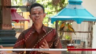 NET YOGYA - Kampung Penangkar Burung Desa Wukirsari Bantul