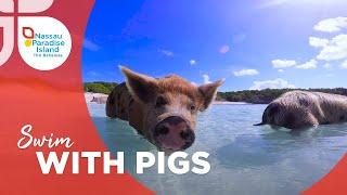 Nassau & Paradise Island | The Bahamas' Swimming Pigs