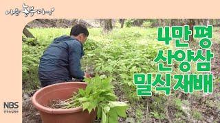 [나는농부다 252회] 4만 평 산양삼 밀식 재배