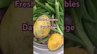 A day at village#fresh vegetables #farm fresh#breezy #lifeisbutadream