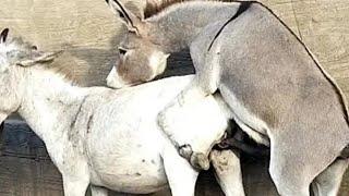 Donkey mating | Donkey enjoying | Donkey meet