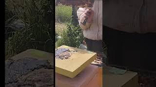 начал отгрузку маток #пчеловодство  #bee #workerbee #beekeeper #beefeater #пчелы