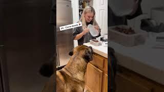 My GIANT DOG tries Watermelon for the first time EVER! #dog #dogs #cutedog