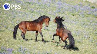 Wild Stallions Fight to Mate