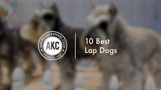 10 Popular Lap Dogs