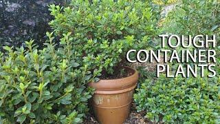 Tough Container Plants - Southern Living Plant Collection