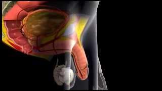 Erection and Ejaculation - 3D Medical Animation || ABP ©