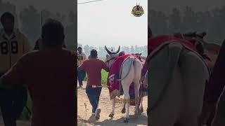 Top ox race punjab