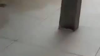 Мышиный побег