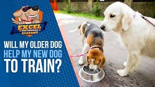 Will my older dog help my new dog to train?